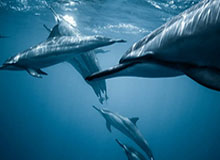 迈向永恒的红黑之路——AC米兰的生活方式软文